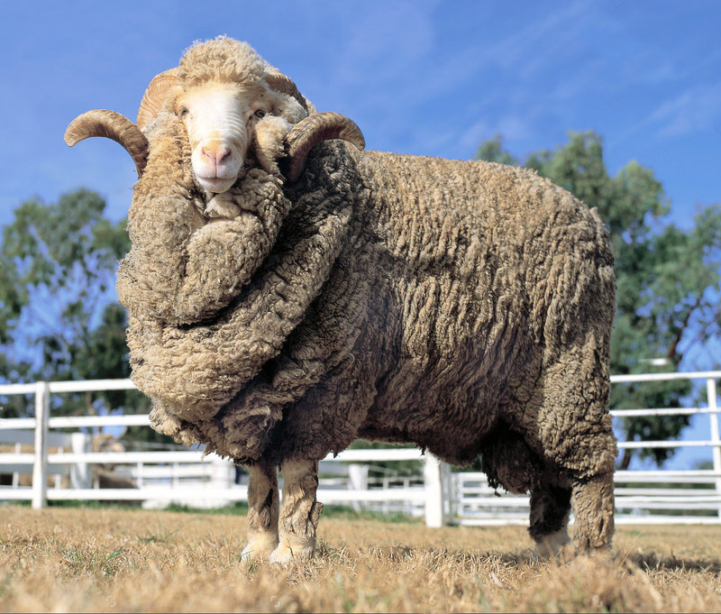 The History of Merino Wool | Unbound Blog | Unbound Merino
